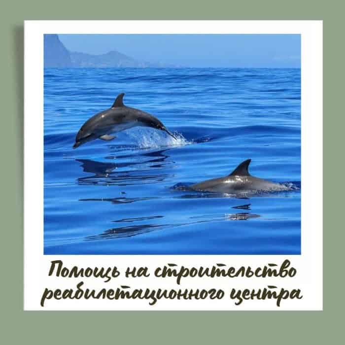 Pomosh delfinam 1